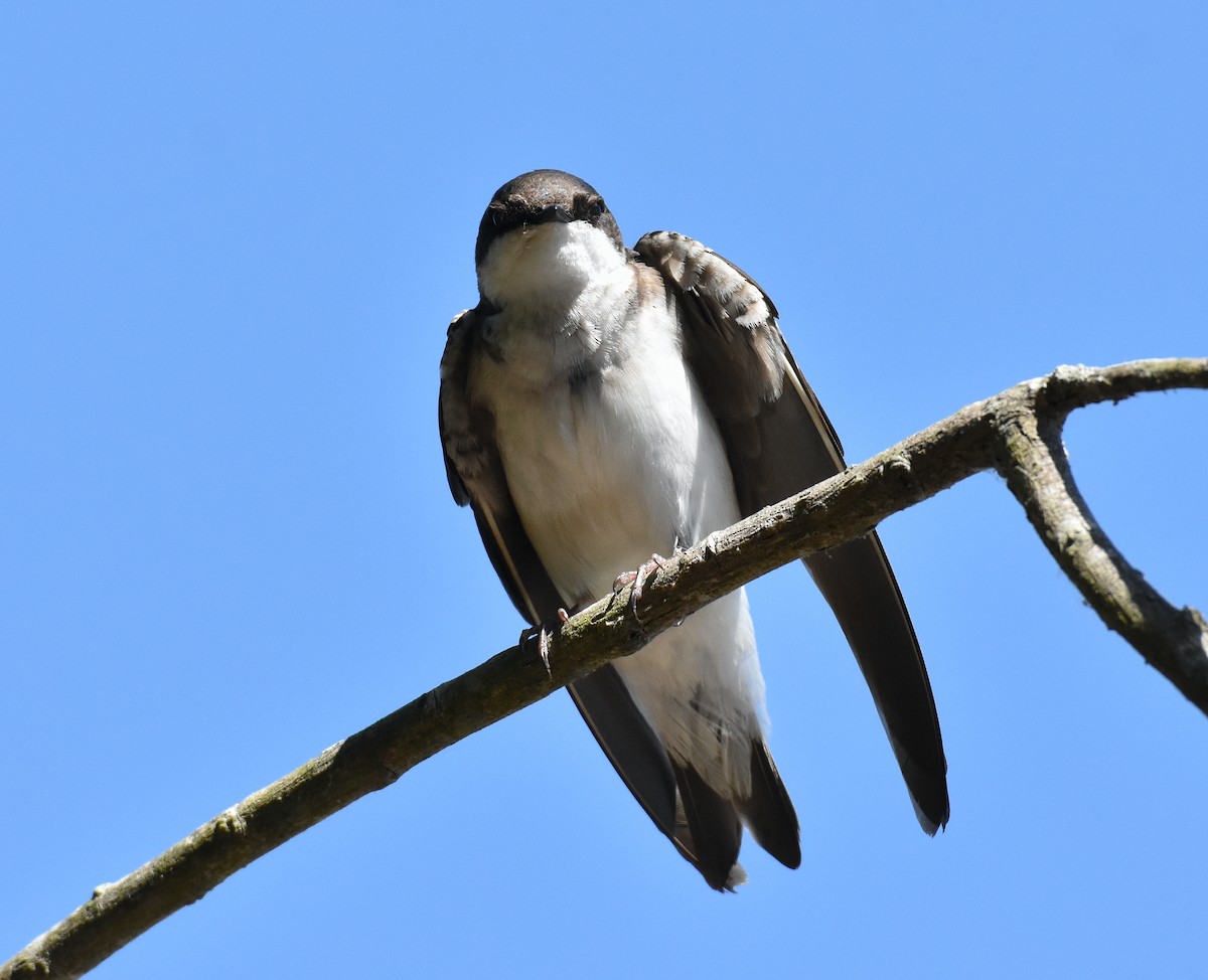 Tree Swallow - ML618181564