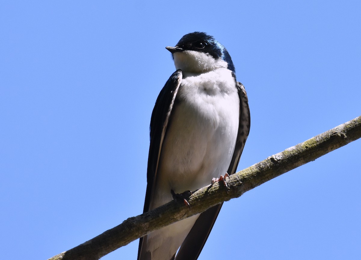 Tree Swallow - John Lynch