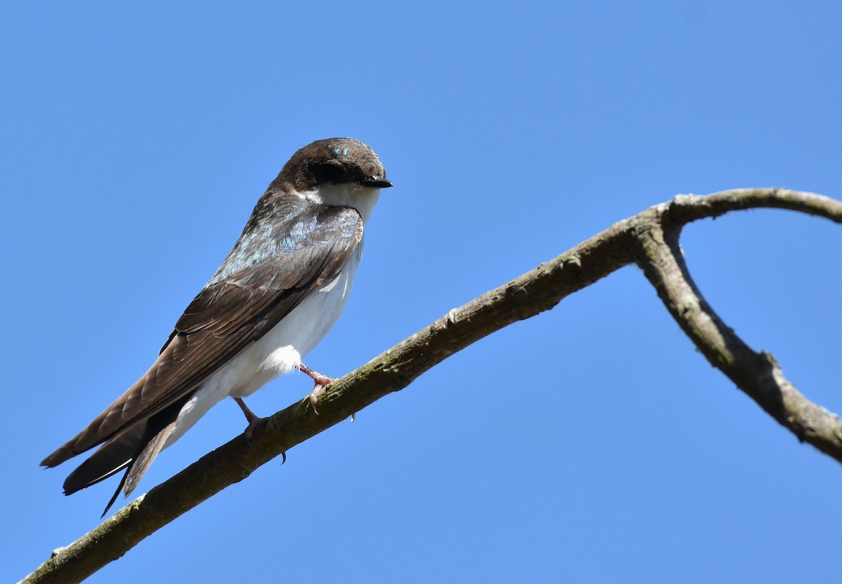 Tree Swallow - ML618181568