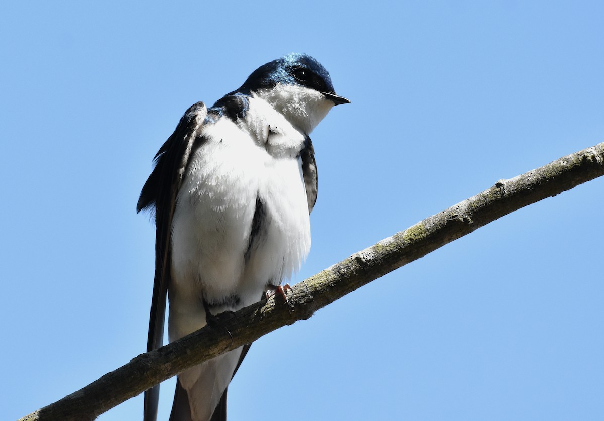 Tree Swallow - John Lynch