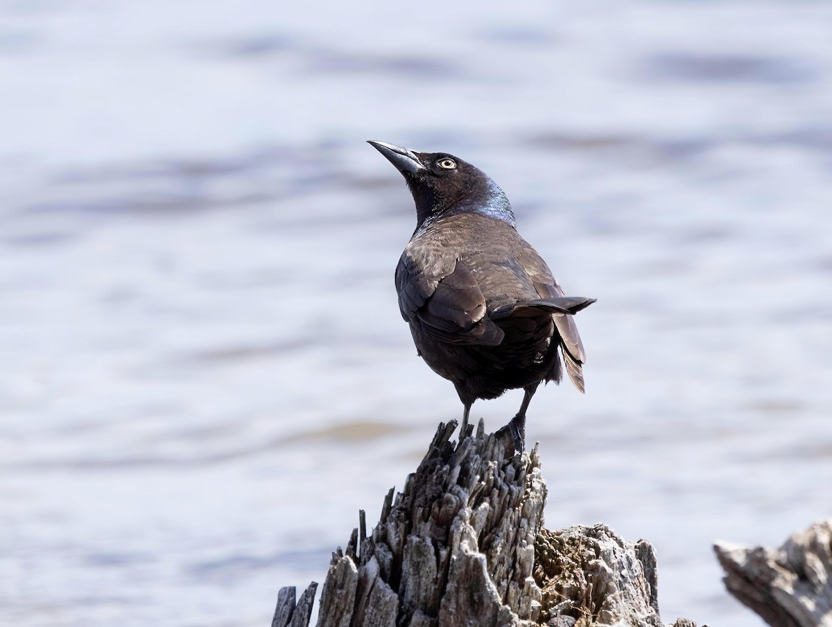 Common Grackle - Robert Bochenek