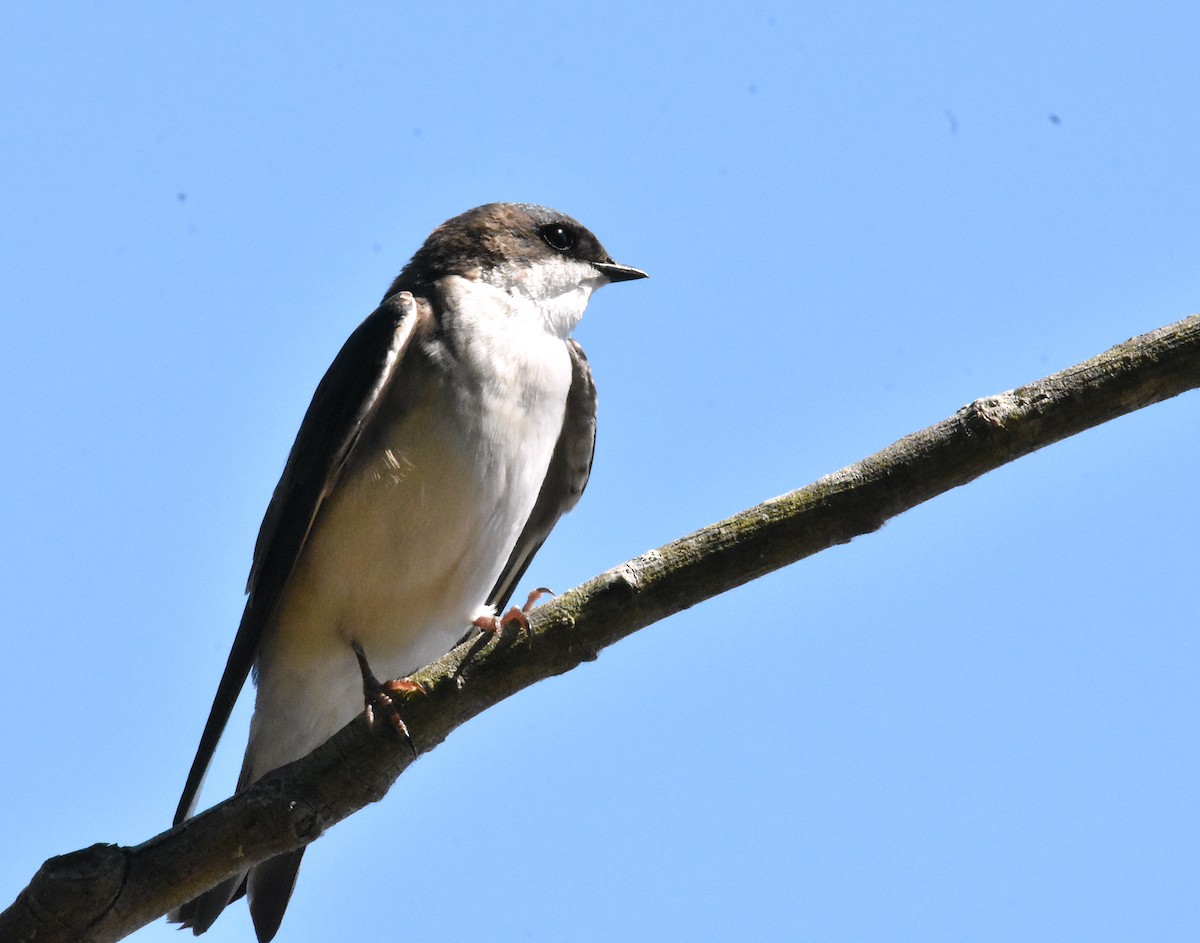 Tree Swallow - ML618181577