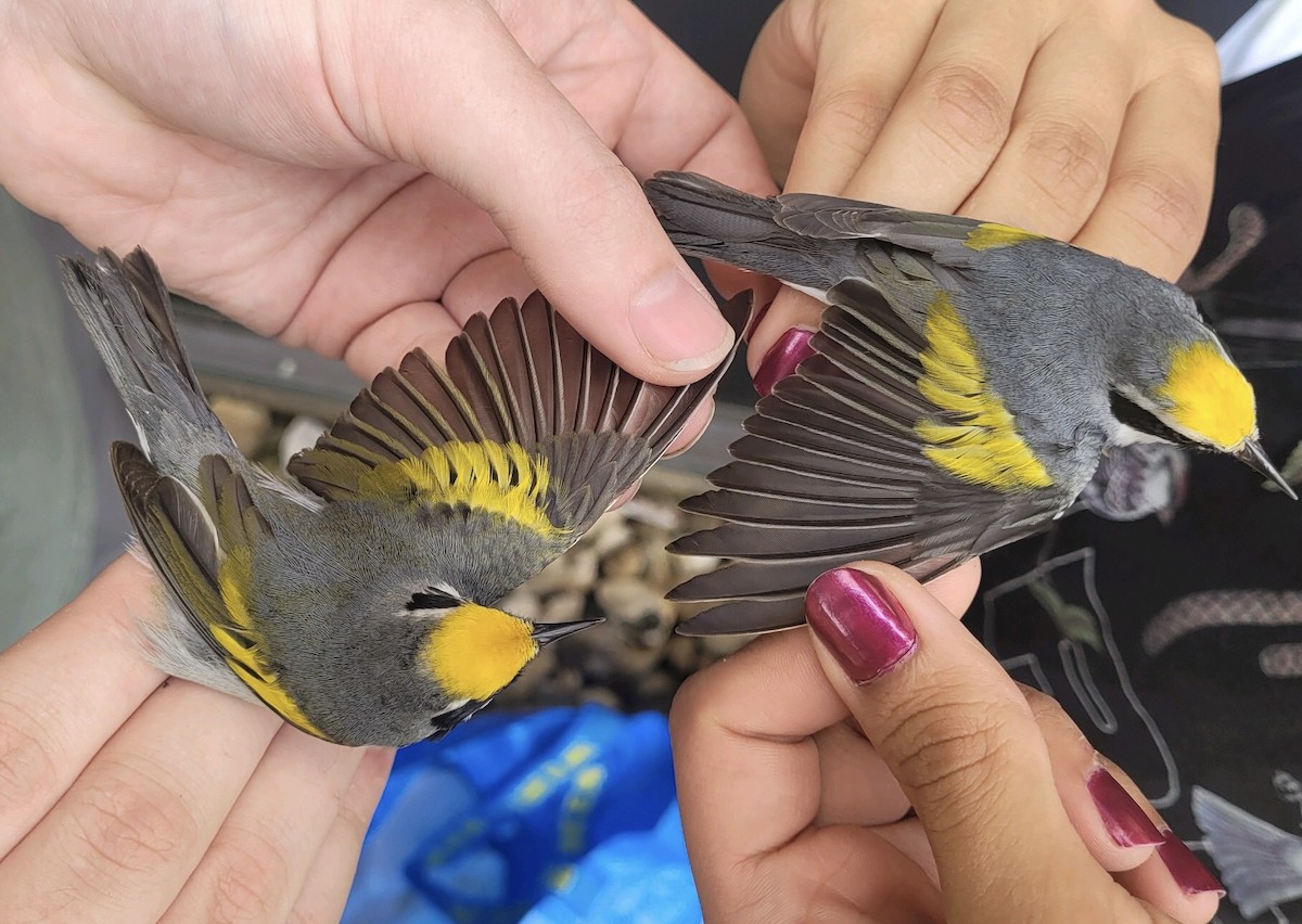 Golden-winged Warbler - Tabitha Olsen