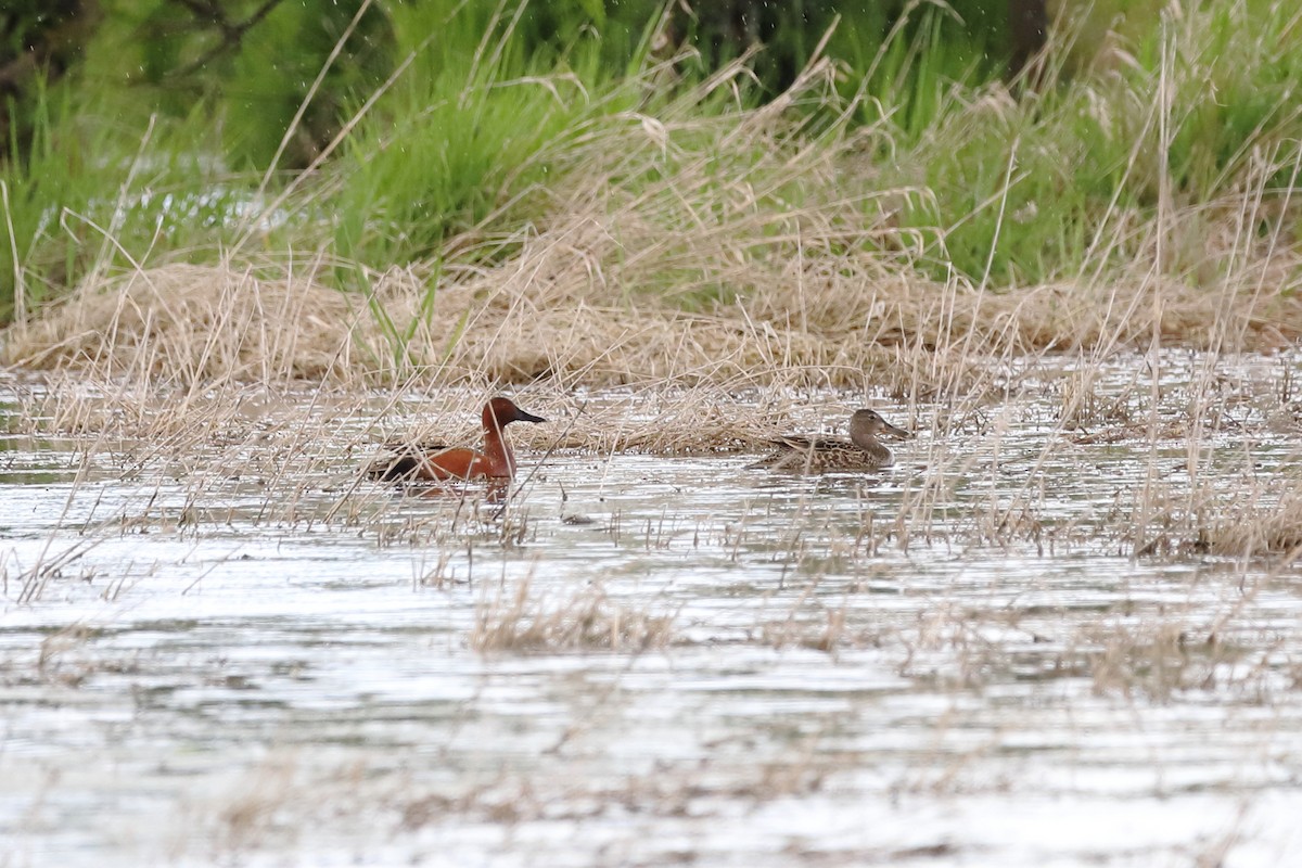 Cinnamon Teal - Eric Habisch