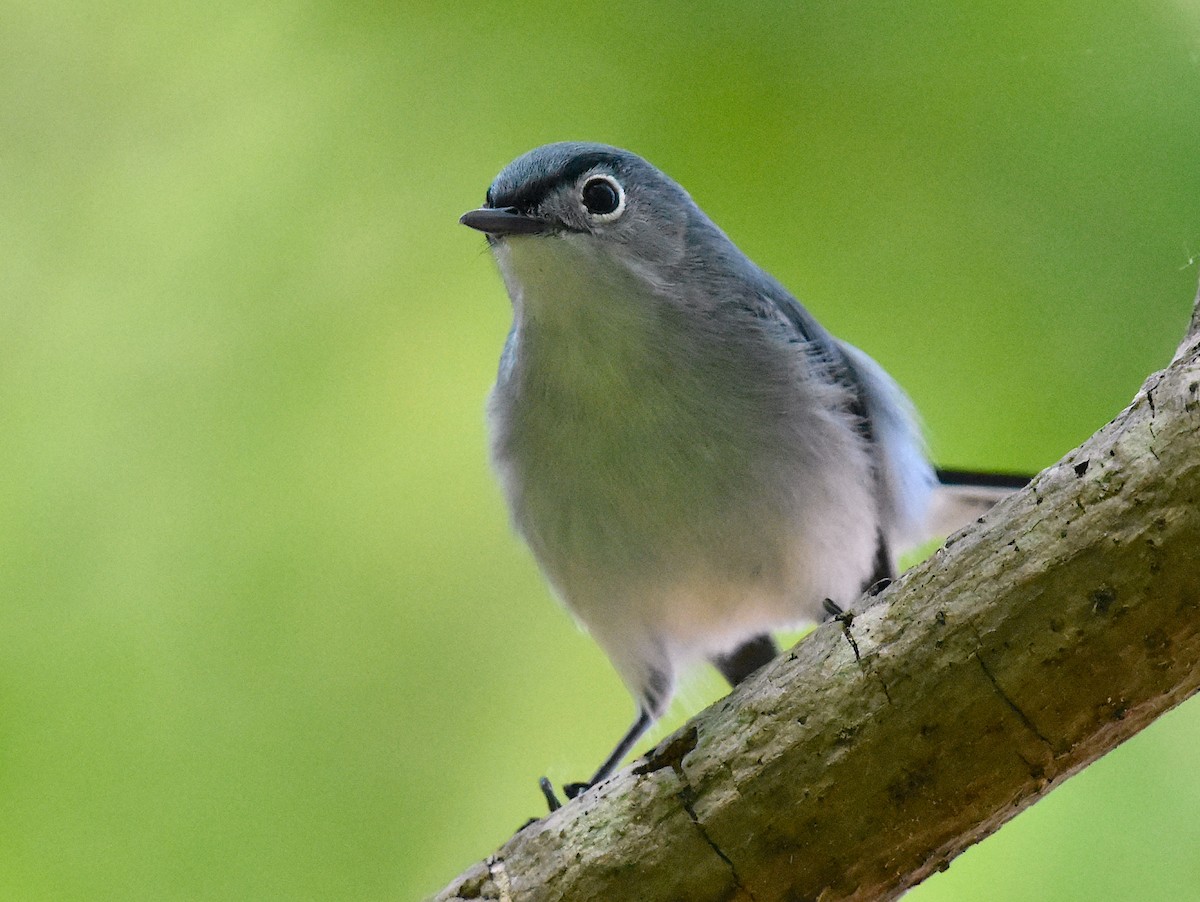 Blue-gray Gnatcatcher - John Lynch