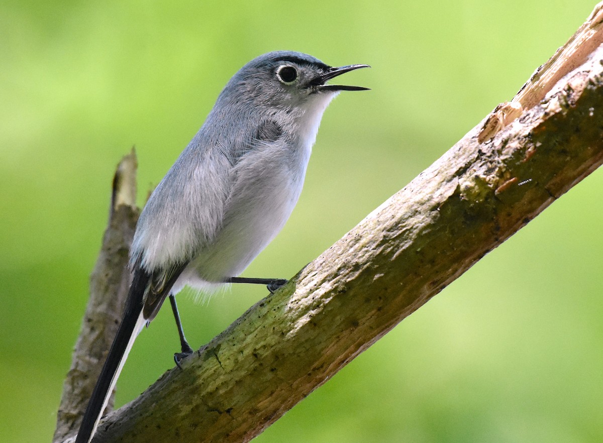 Blue-gray Gnatcatcher - John Lynch