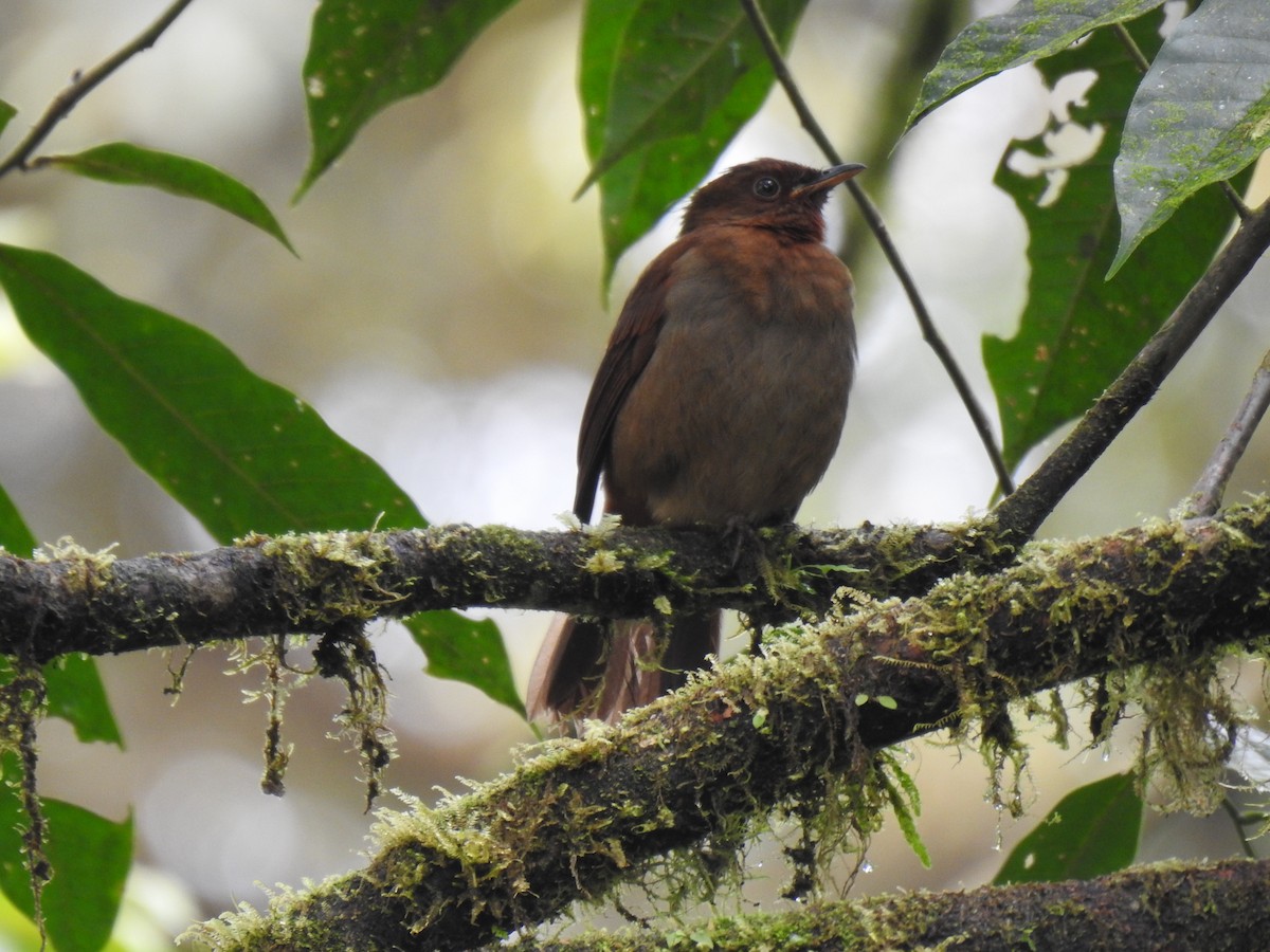 Rufous-brown Solitaire - ML618181625