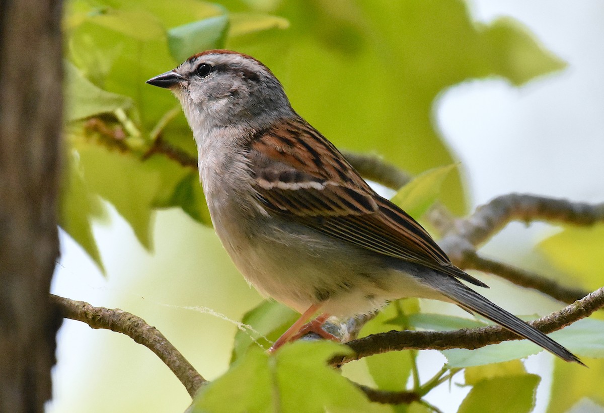Chipping Sparrow - John Lynch