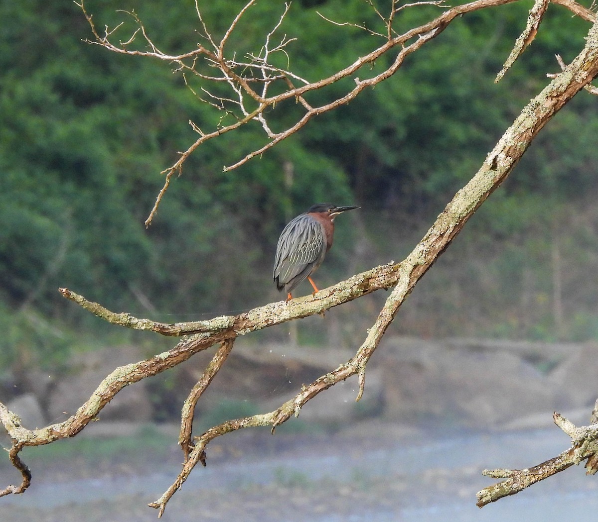 Green Heron - Susan Brauning