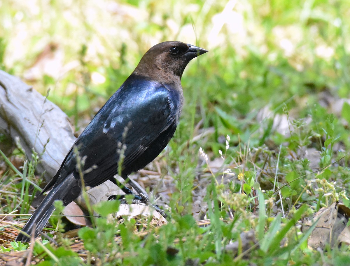 Brown-headed Cowbird - John Lynch