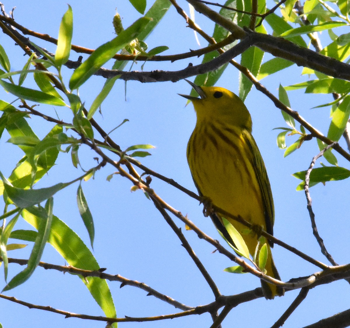 Yellow Warbler (Northern) - John Lynch