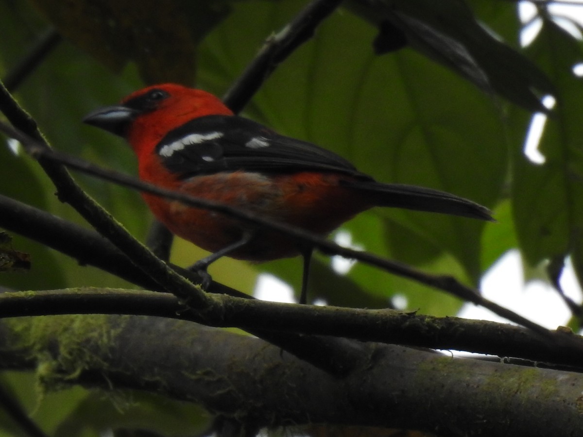 White-winged Tanager - Justin Harris