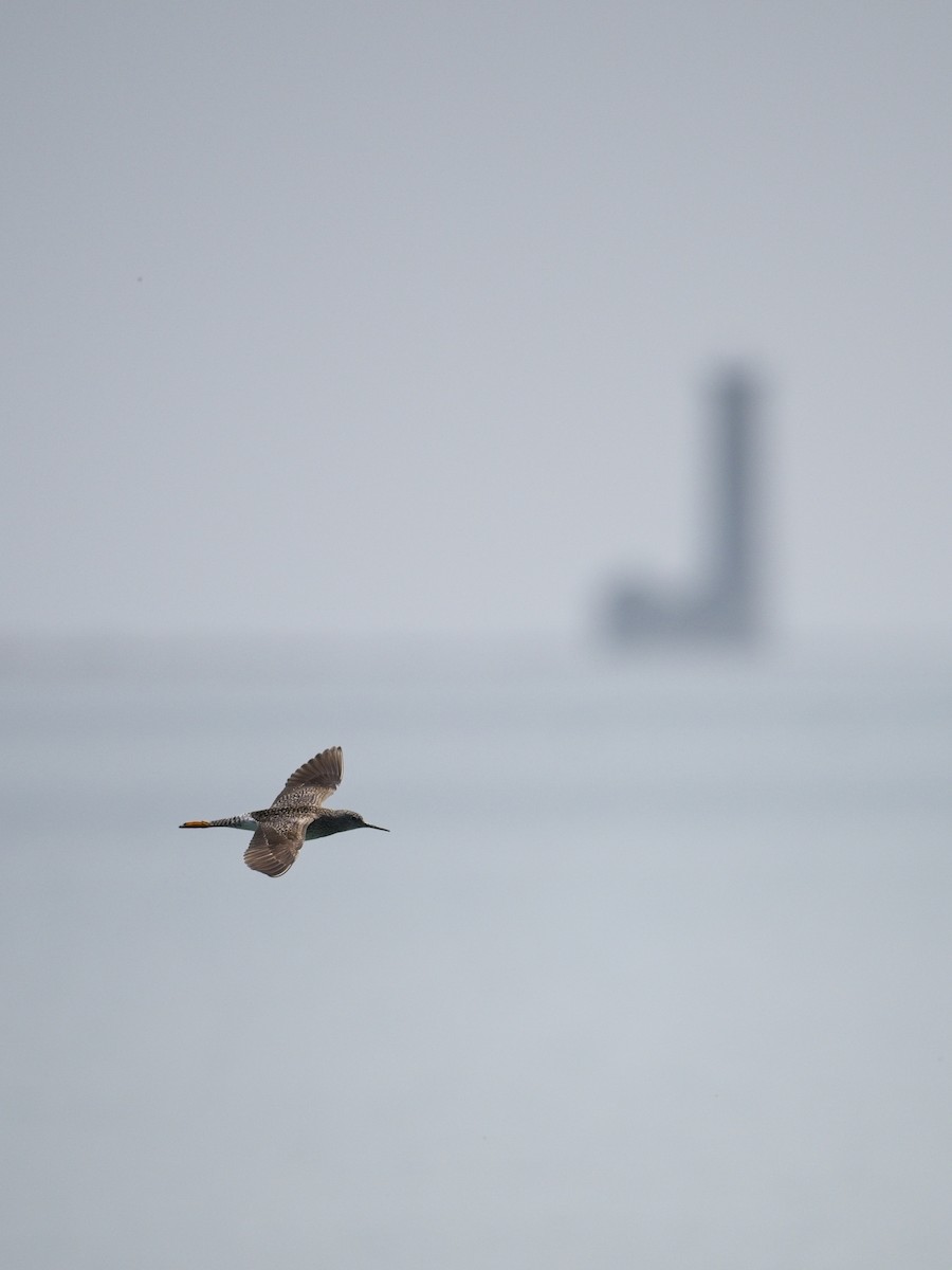 gulbeinsnipe - ML618181671