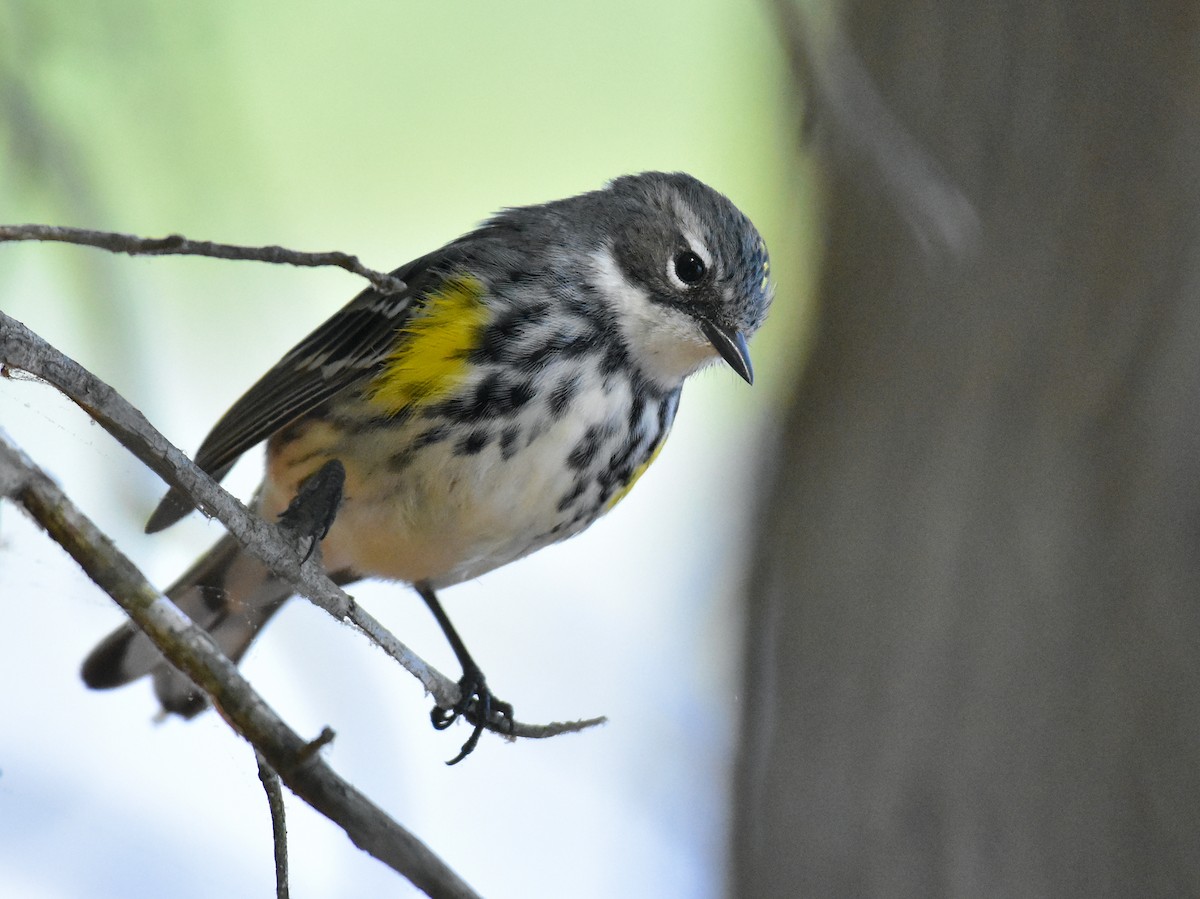 Yellow-rumped Warbler (Myrtle) - John Lynch