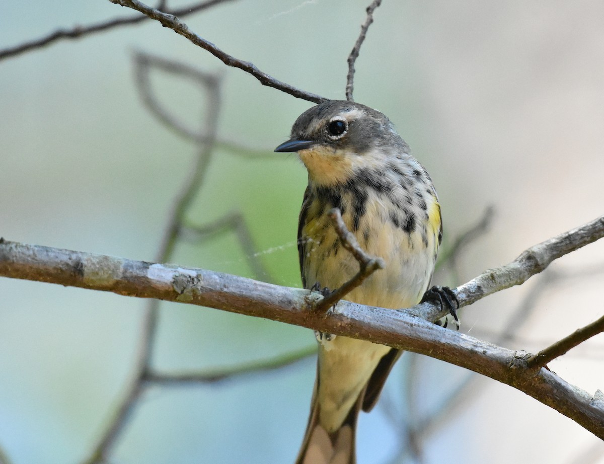 lesňáček žlutoskvrnný (ssp. coronata) - ML618181686