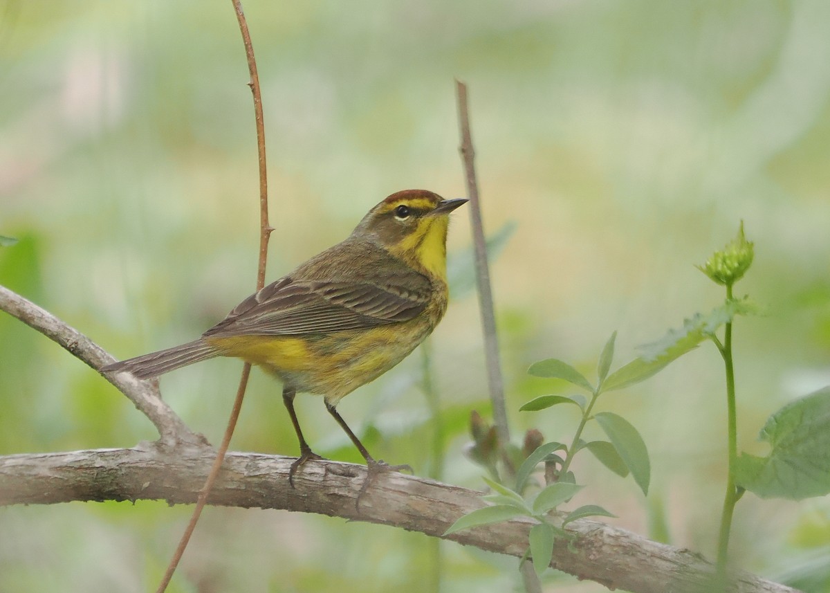 Palm Warbler - Susan Wrisley