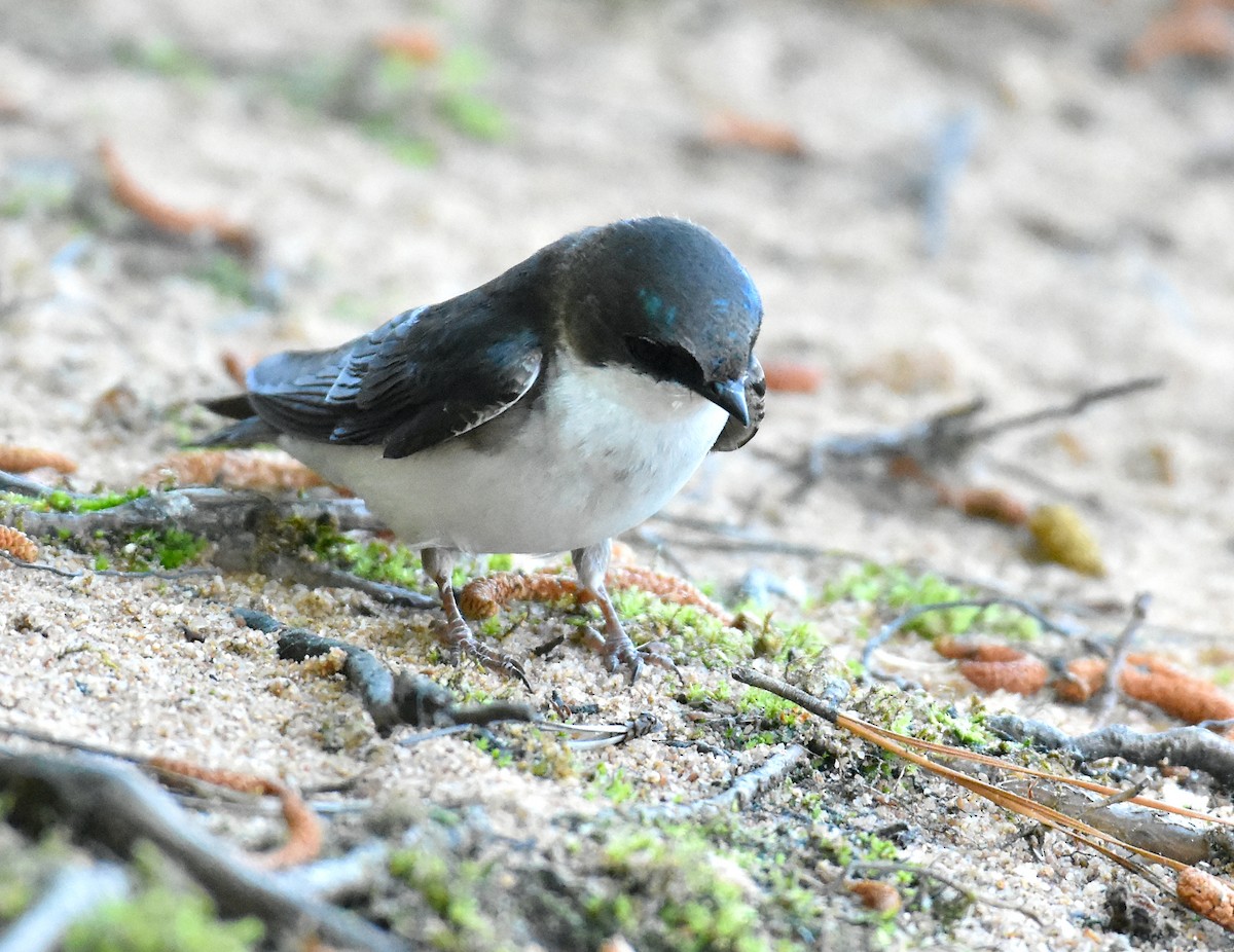 Tree Swallow - John Lynch