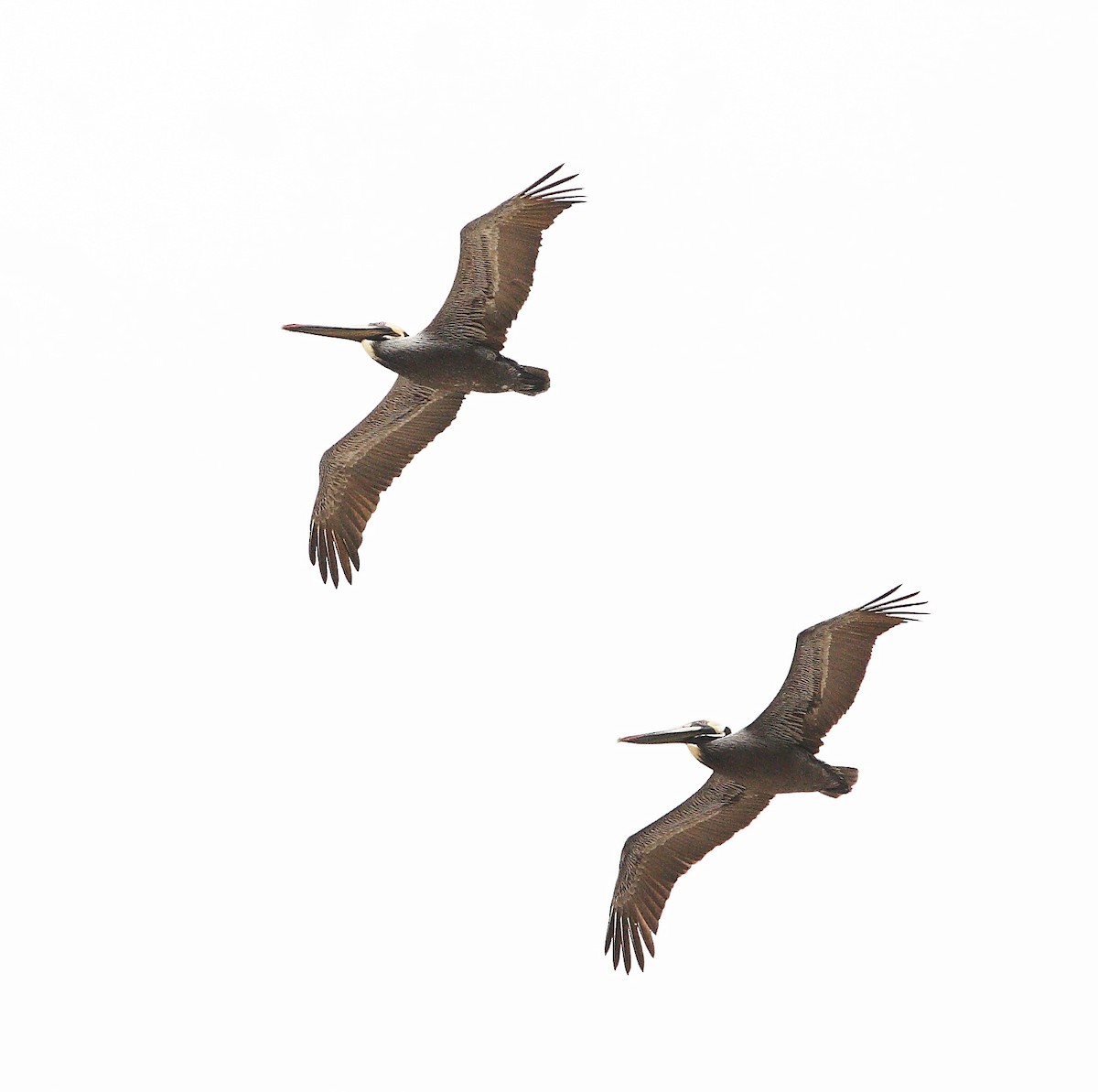 Brown Pelican - ML618181706