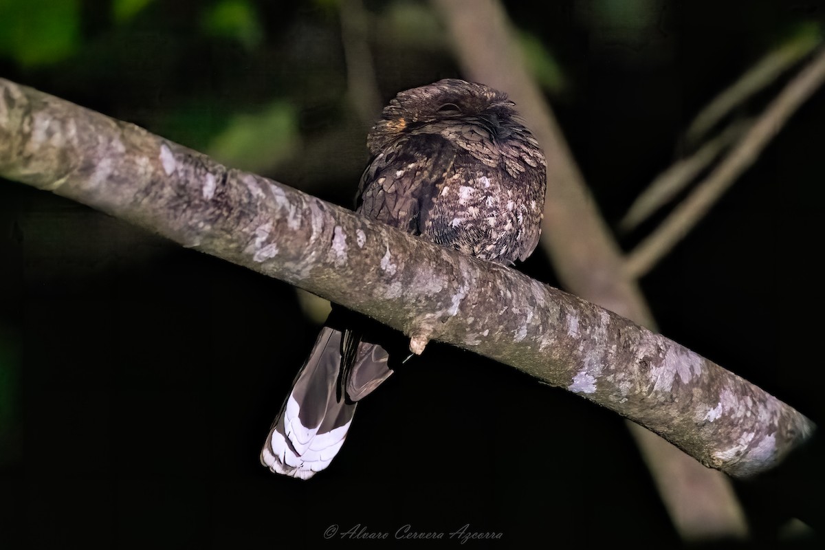 Yucatan Poorwill - ML618181728