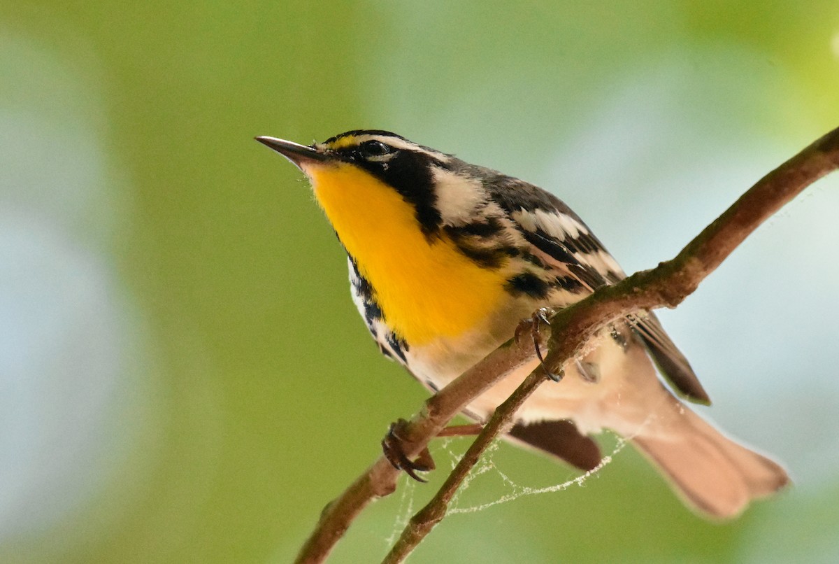 Yellow-throated Warbler - John Lynch