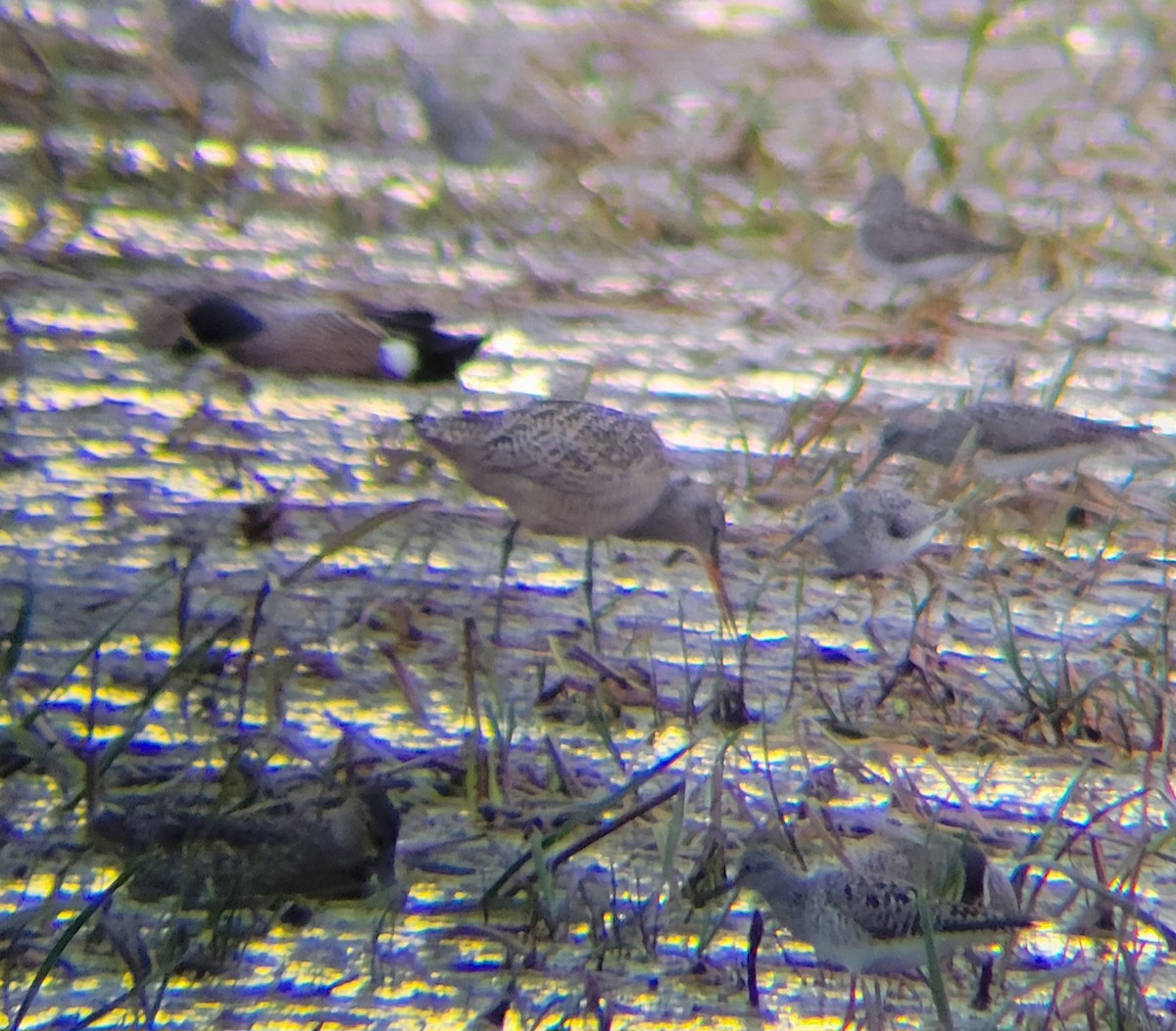 Marbled Godwit - David Schrab