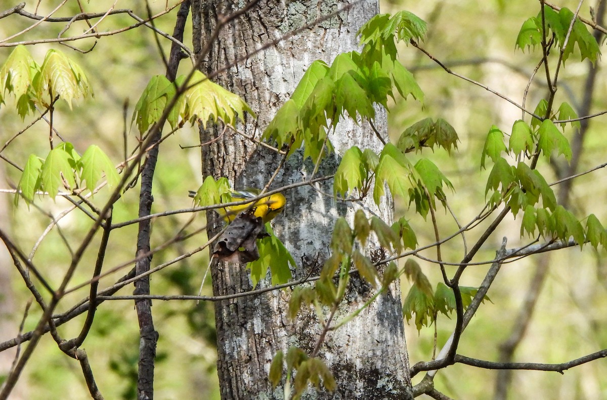 Blue-winged Warbler - ML618181803