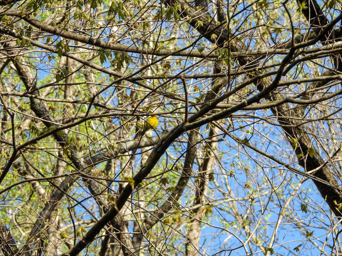 Blue-winged Warbler - ML618181805