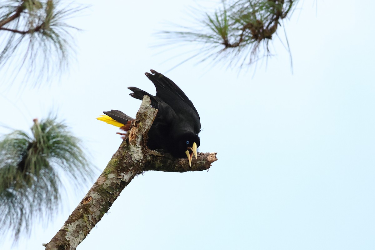 Crested Oropendola - Jennifer Zelik