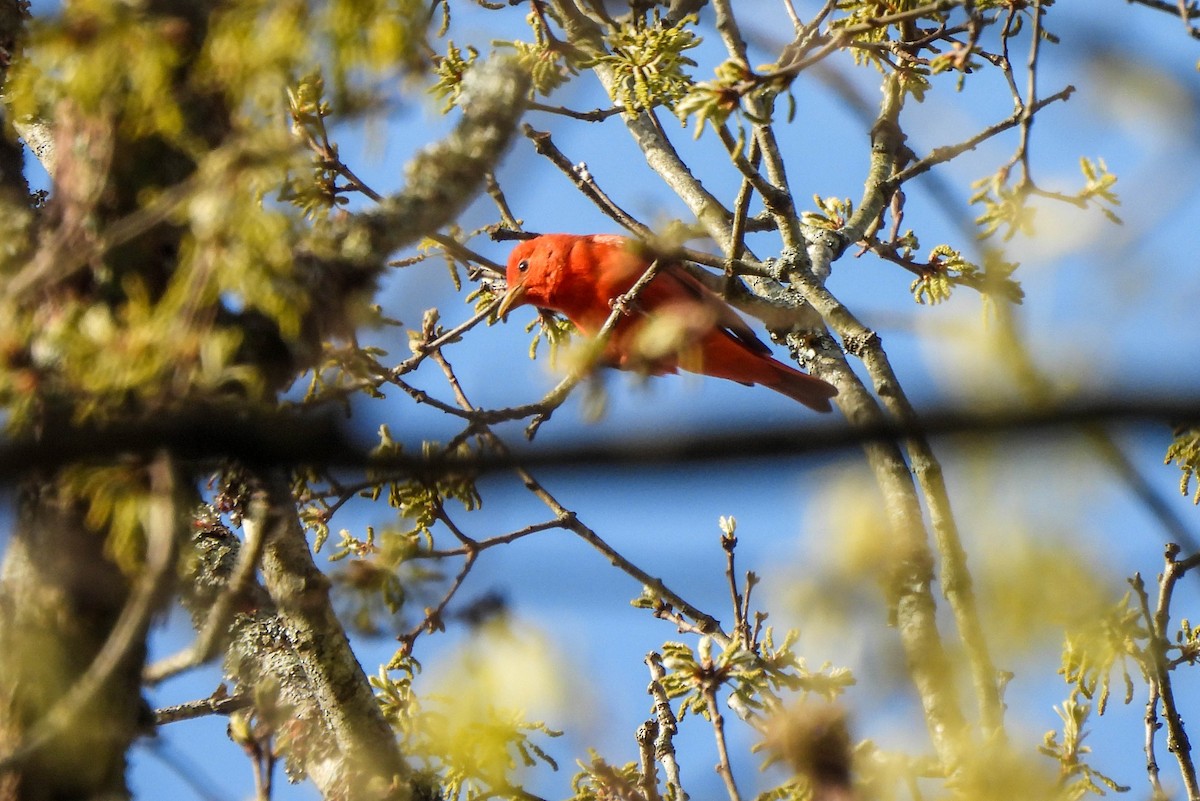 Summer Tanager - Susan Brauning