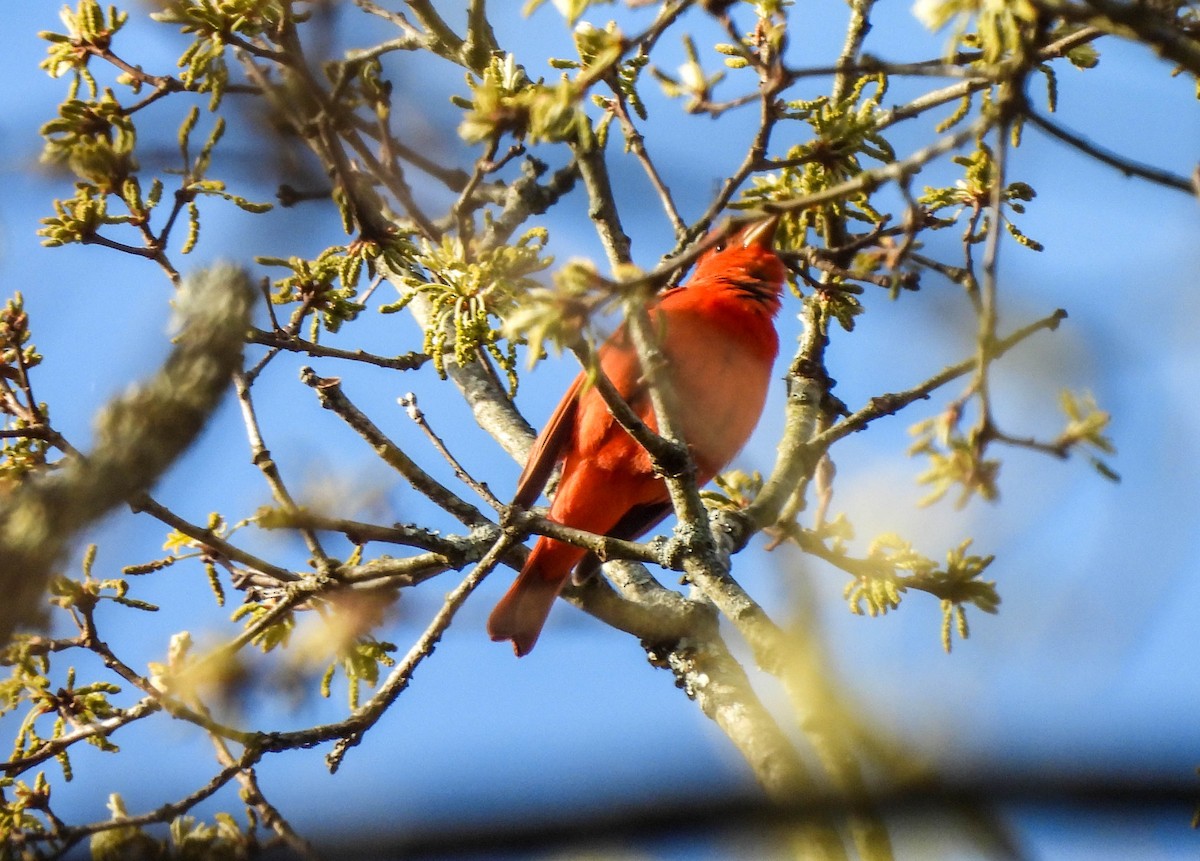 Summer Tanager - ML618181821