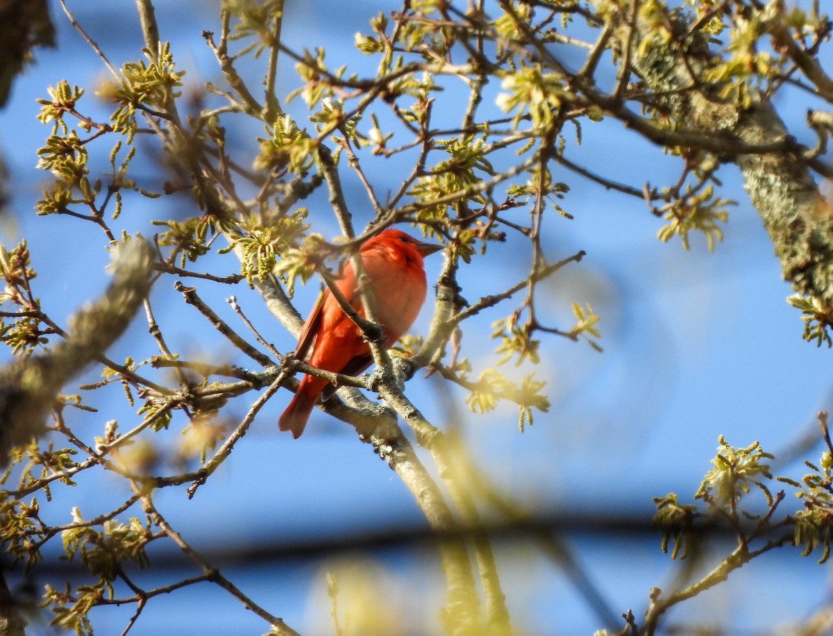 Summer Tanager - ML618181826