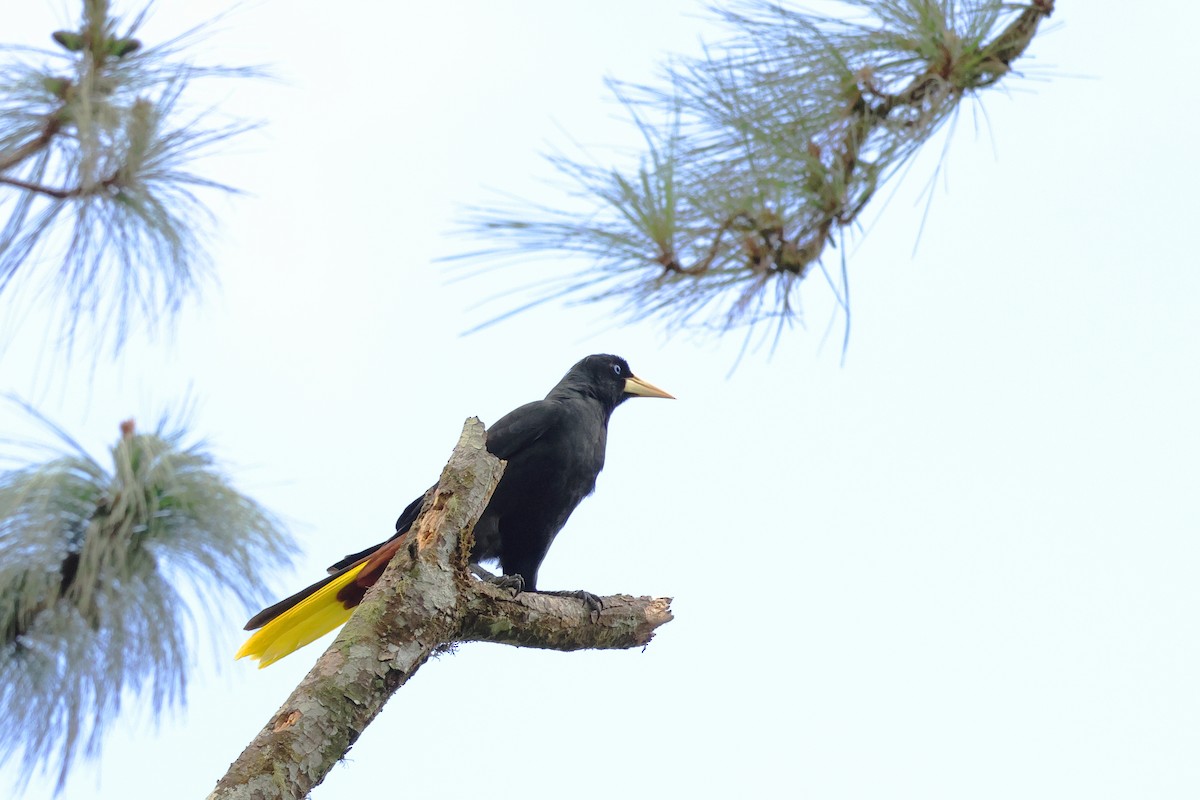 Crested Oropendola - Jennifer Zelik