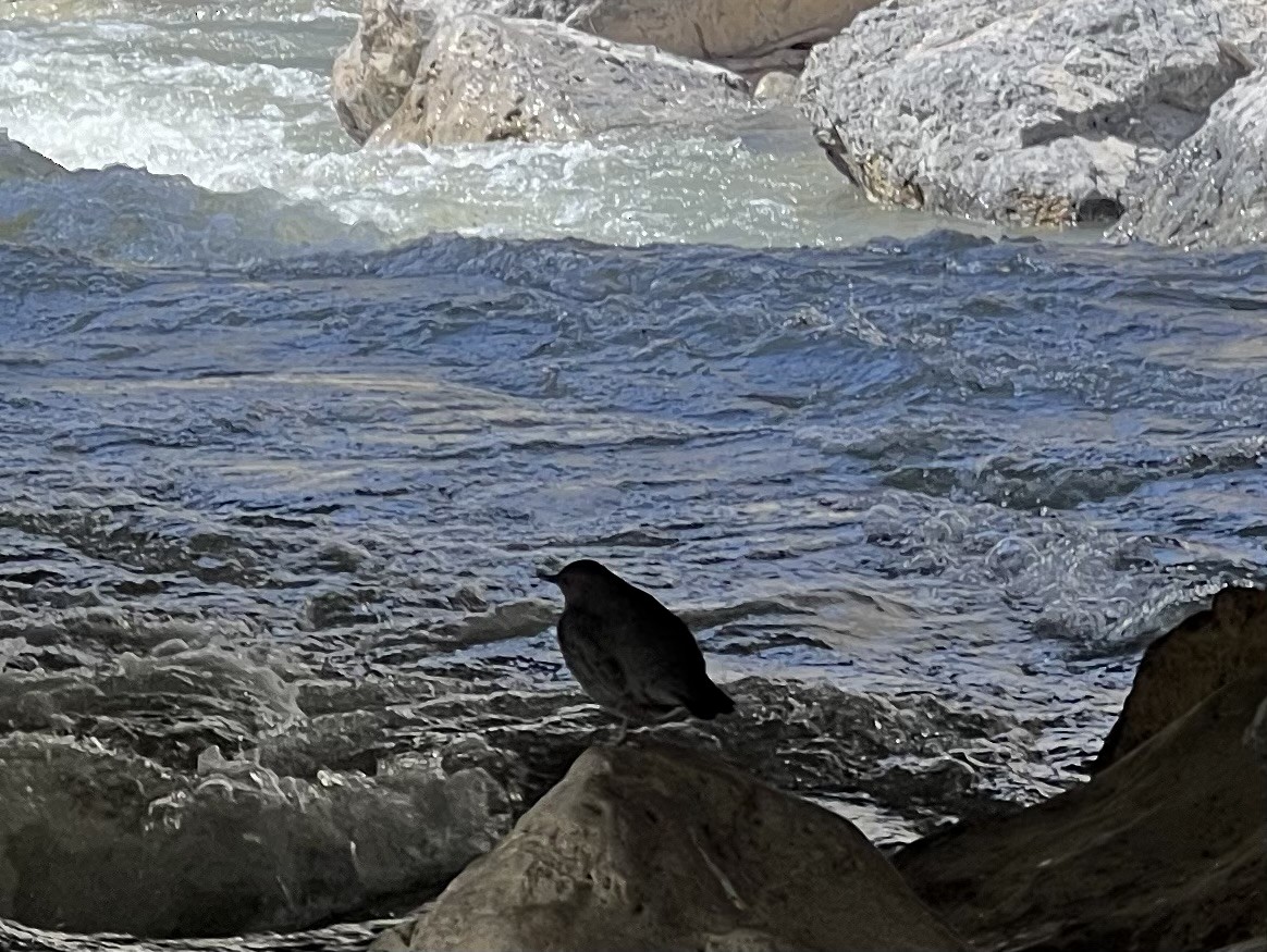 American Dipper - Susanne Janecke