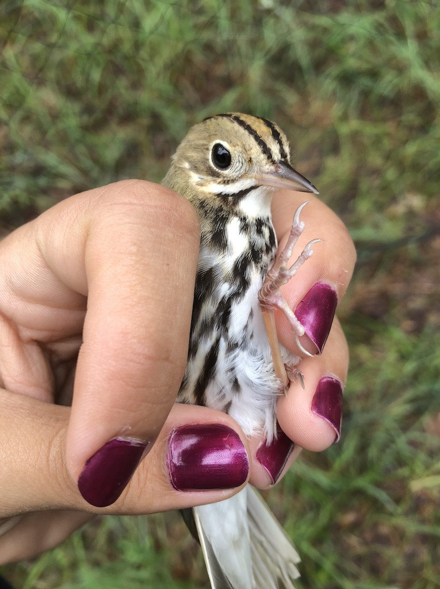 Ovenbird - Tabitha Olsen