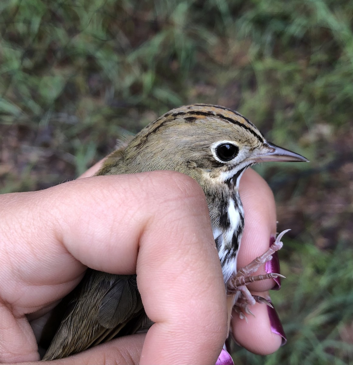 Ovenbird - ML618181856