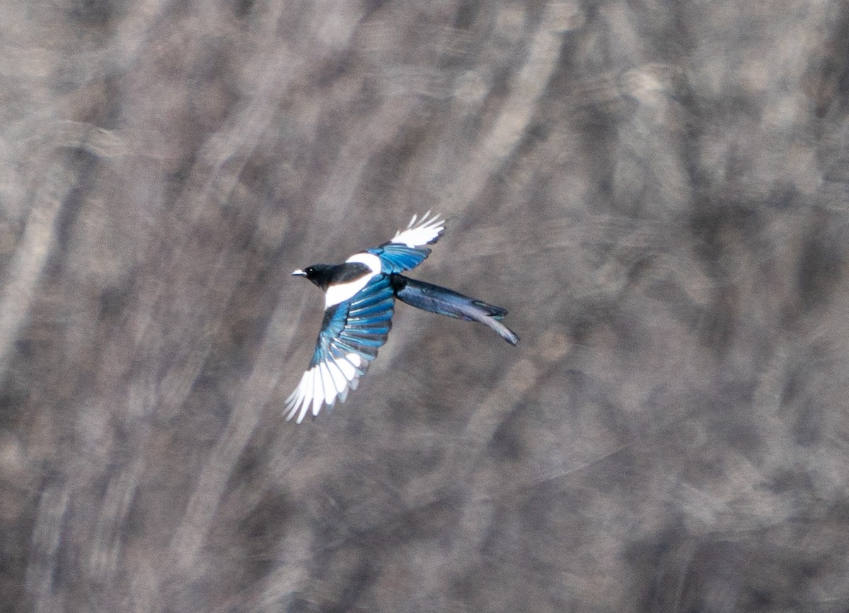 Black-billed Magpie - ML618181865