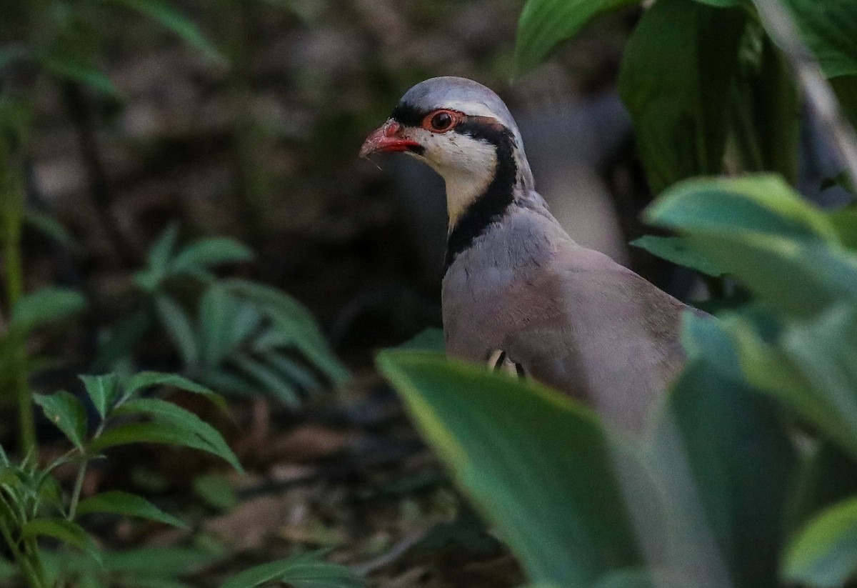 Chukar - Debbie Parker