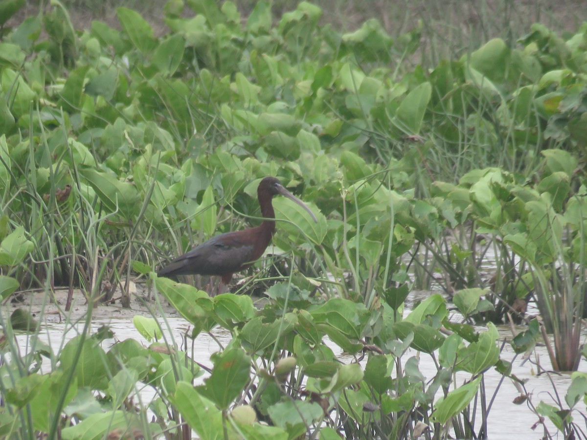 Glossy Ibis - ML618181909