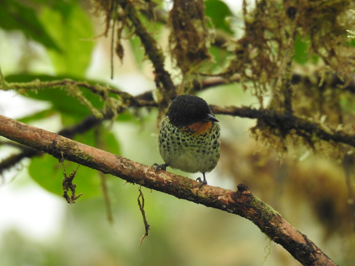 Rufous-throated Tanager - Justin Harris