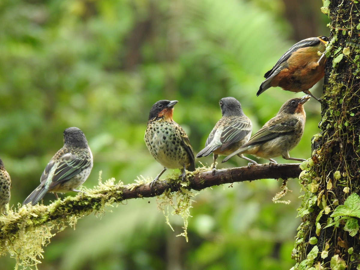 Rufous-throated Tanager - Justin Harris