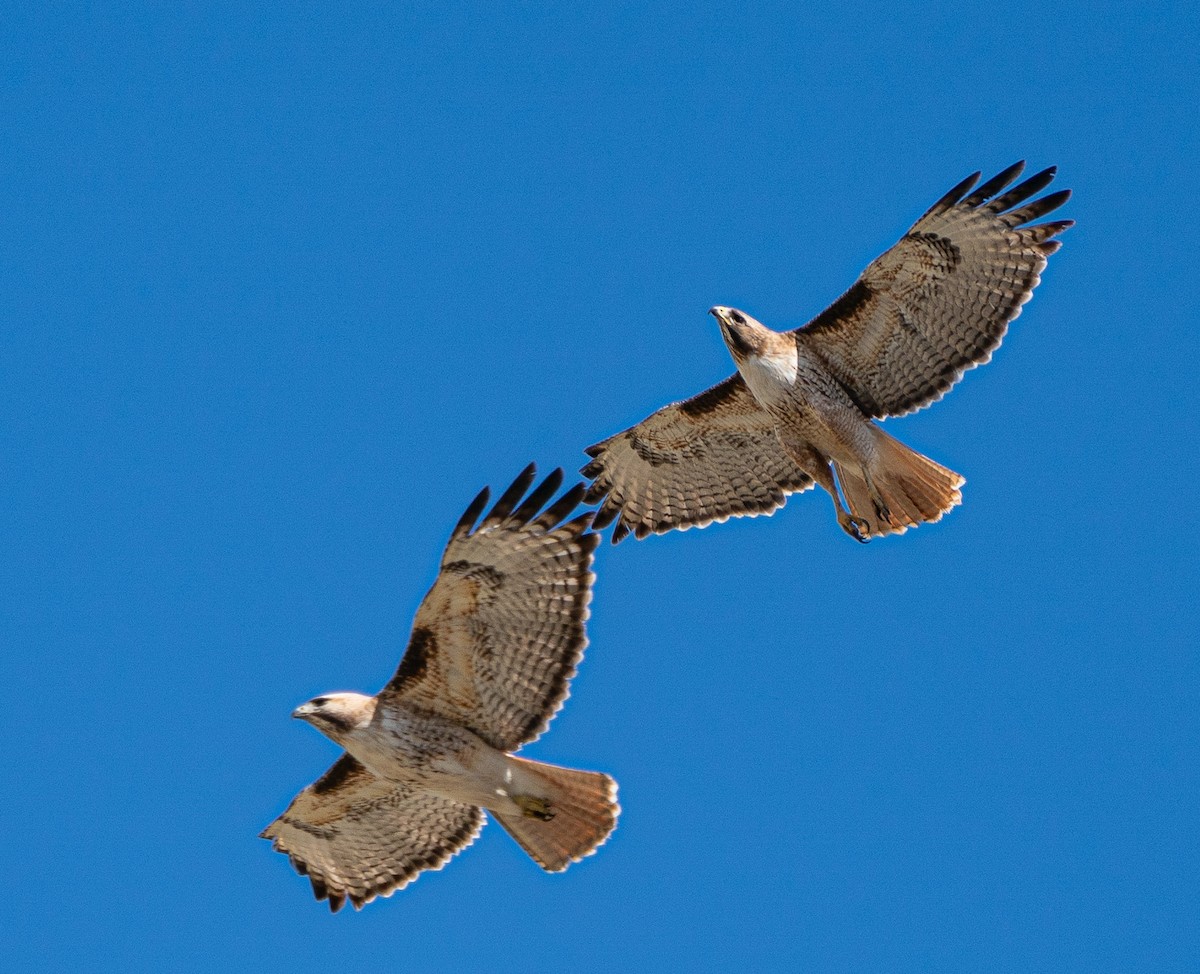 Red-tailed Hawk - Meg Barron