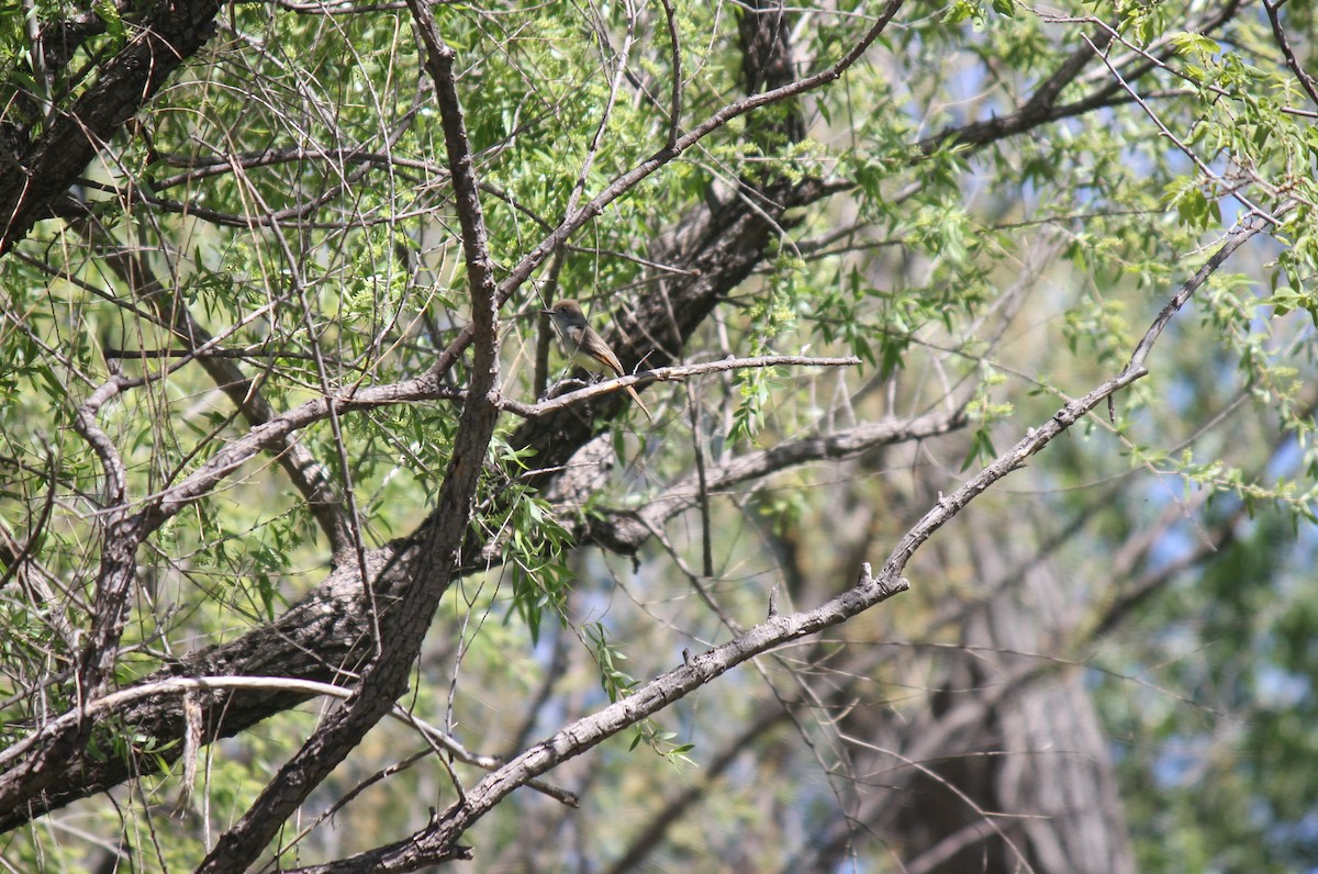 Dusky-capped Flycatcher - Alex Young