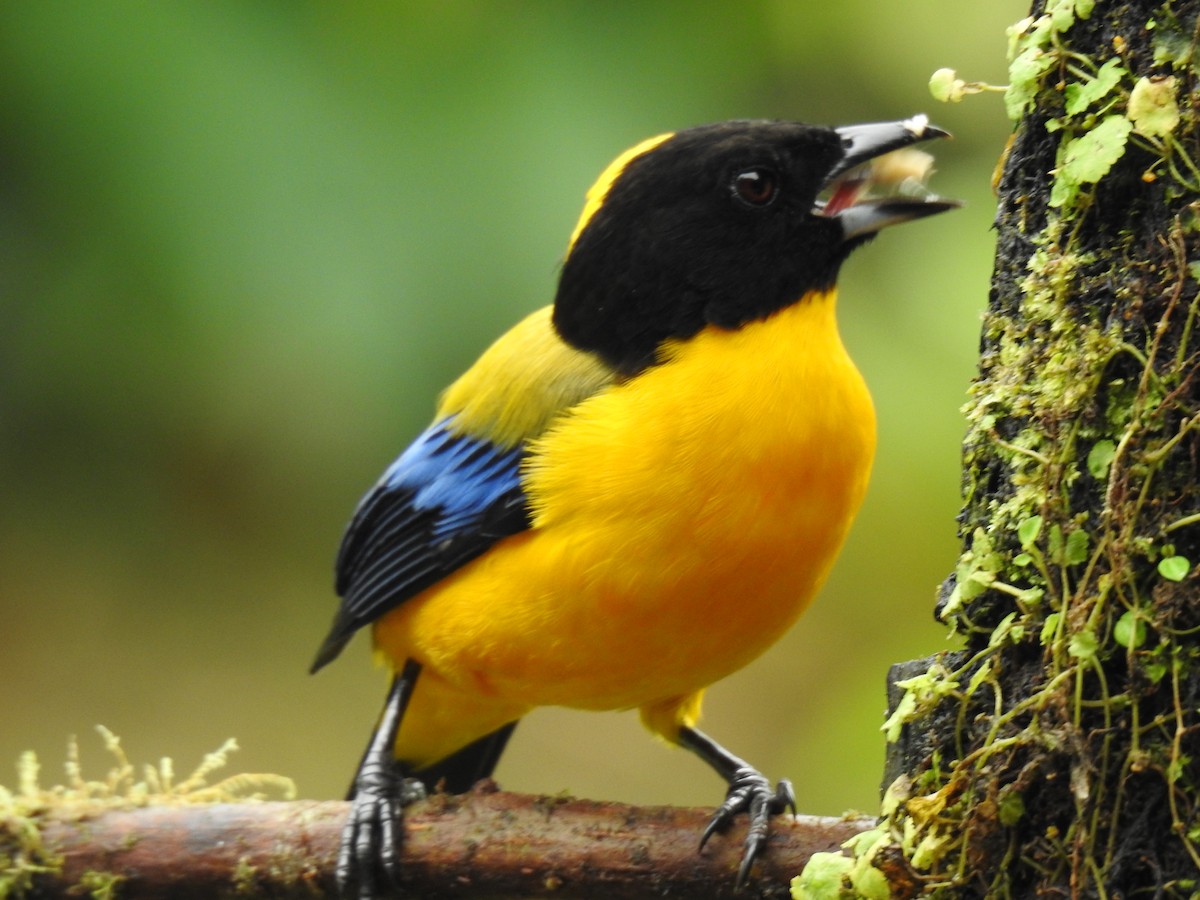 Black-chinned Mountain Tanager - Justin Harris