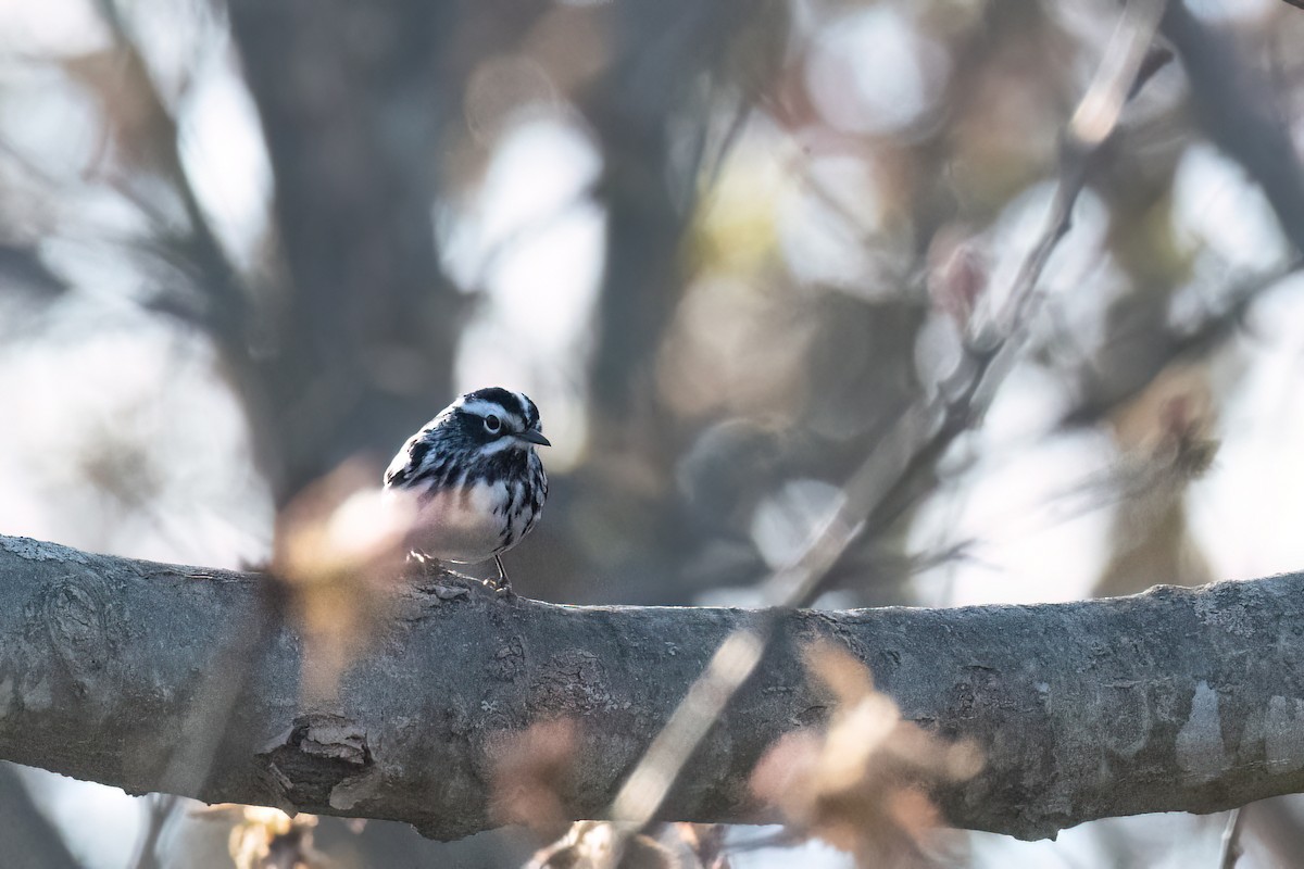 Black-and-white Warbler - Kelly Leap