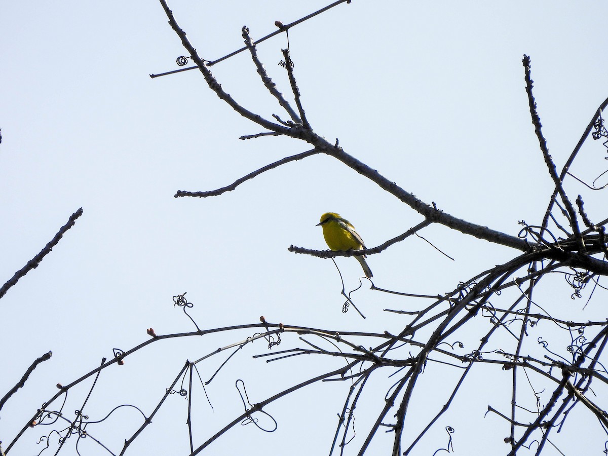 Blue-winged Warbler - Susan Brauning