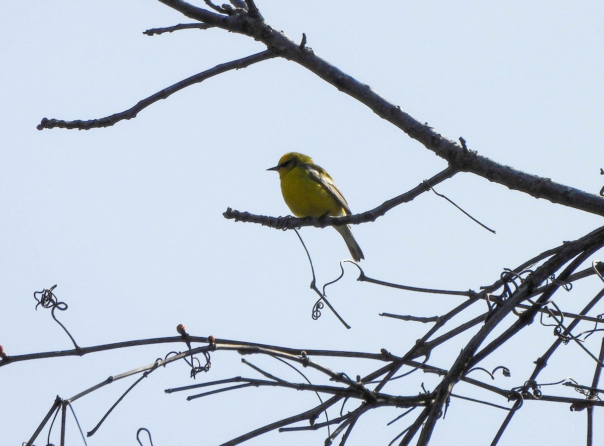 Blauflügel-Waldsänger - ML618181962