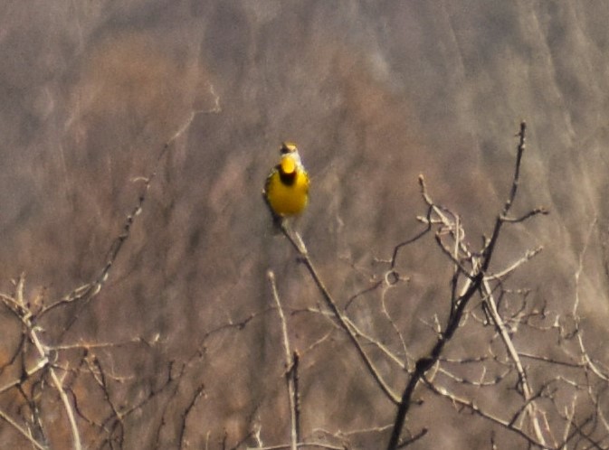 Eastern Meadowlark - ML618182022