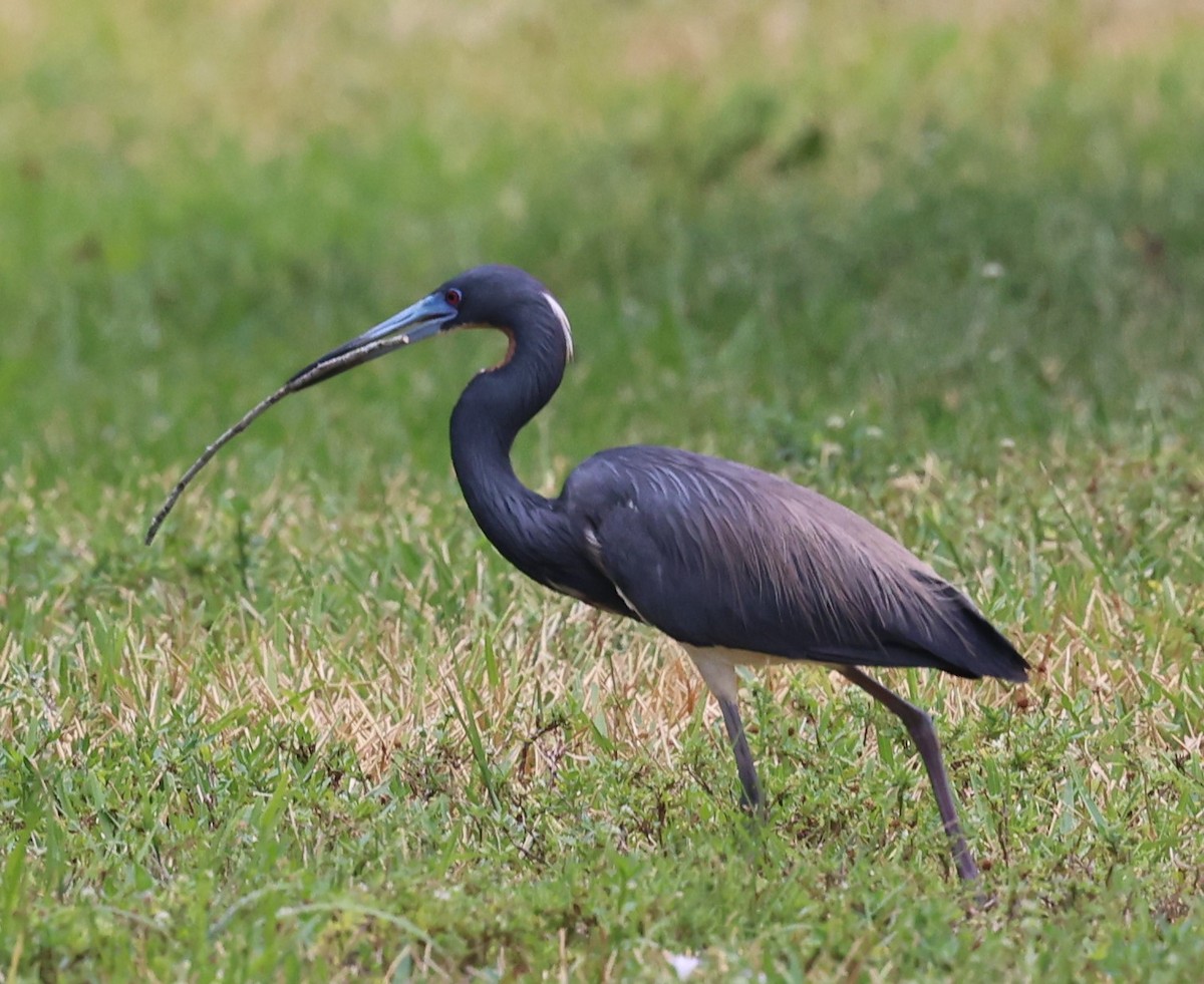 Tricolored Heron - ML618182028