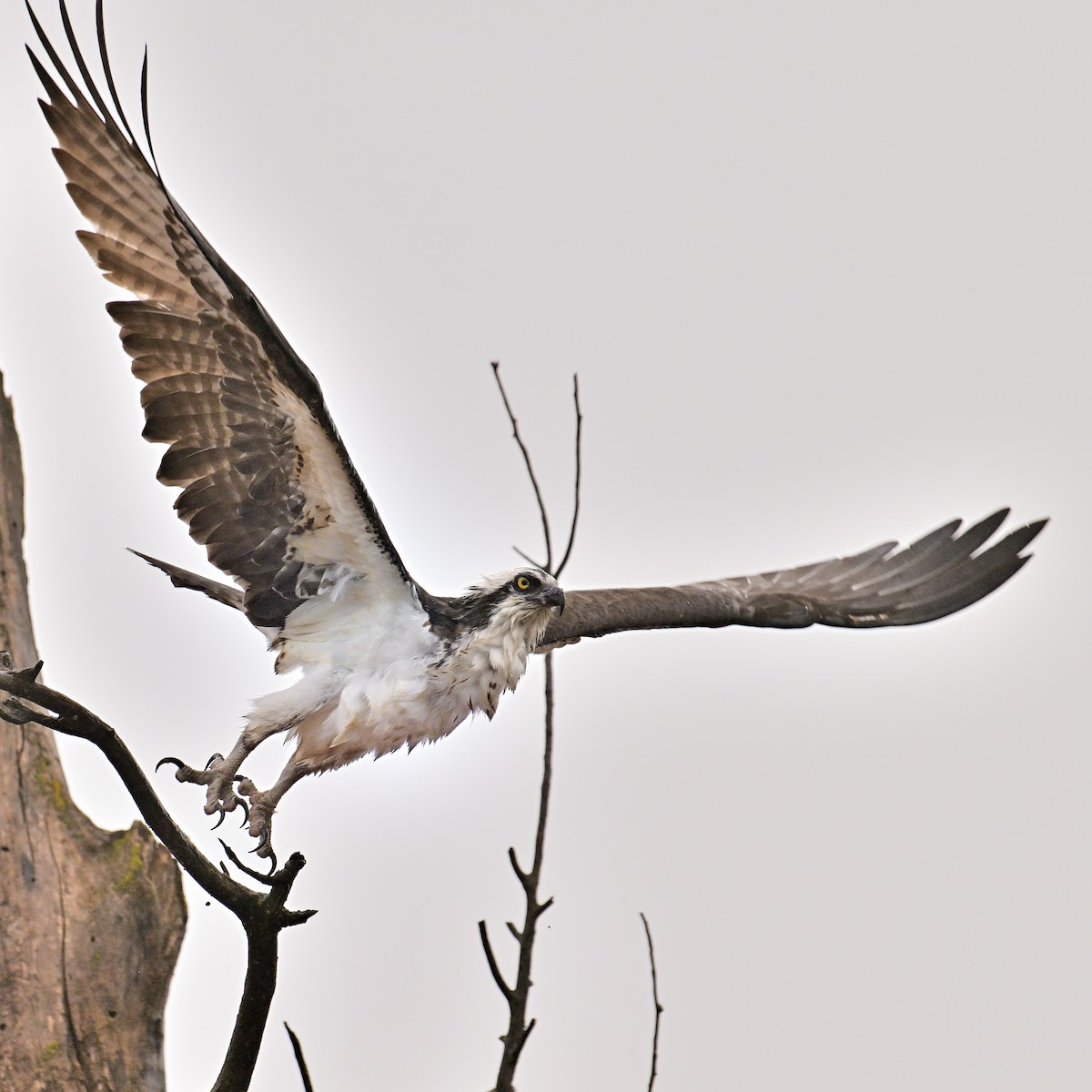 Osprey - maggie s