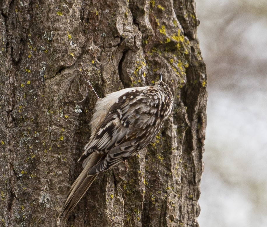 Brown Creeper - Peter McNamee